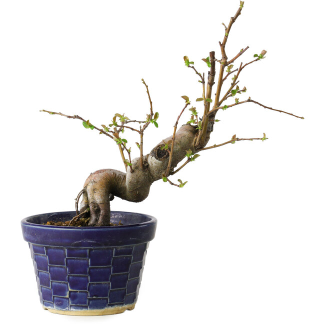 Pseudocydonia sinensis, 19 cm, ± 15 Jahre alt