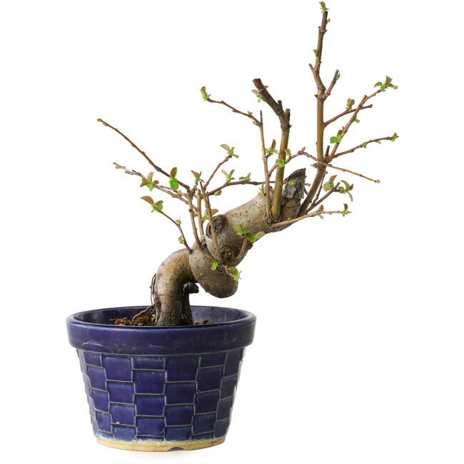 Pseudocydonia sinensis, 19 cm, ± 15 Jahre alt