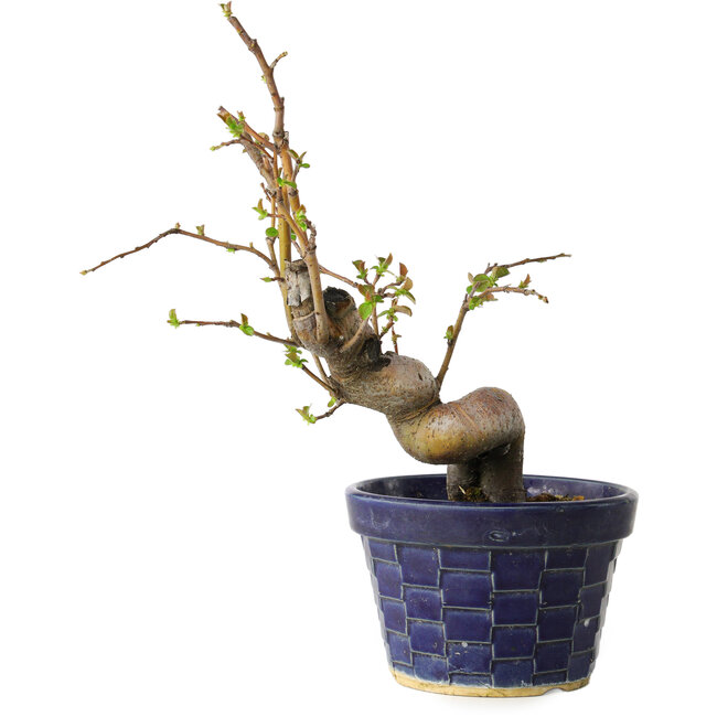 Pseudocydonia sinensis, 19 cm, ± 15 jaar oud