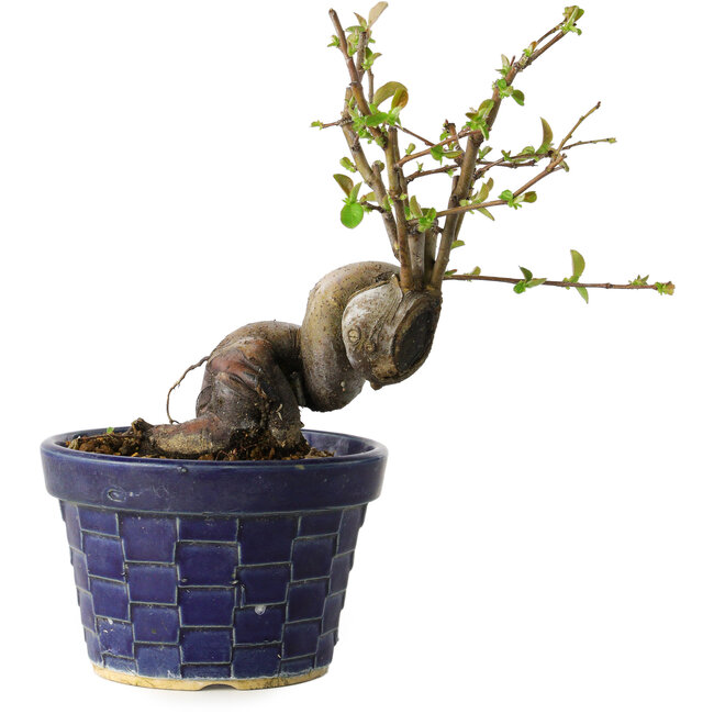 Pseudocydonia sinensis, 19 cm, ± 15 jaar oud