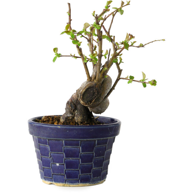 Pseudocydonia sinensis, 19 cm, ± 15 anni