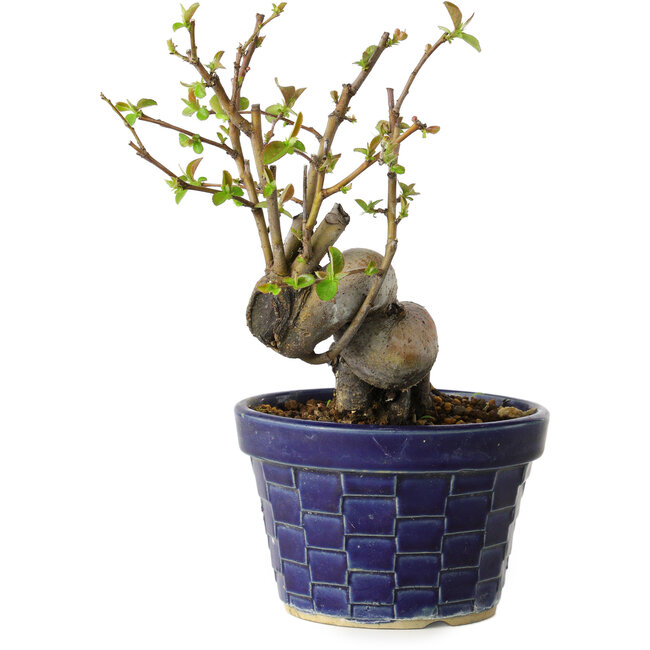 Pseudocydonia sinensis, 19 cm, ± 15 Jahre alt