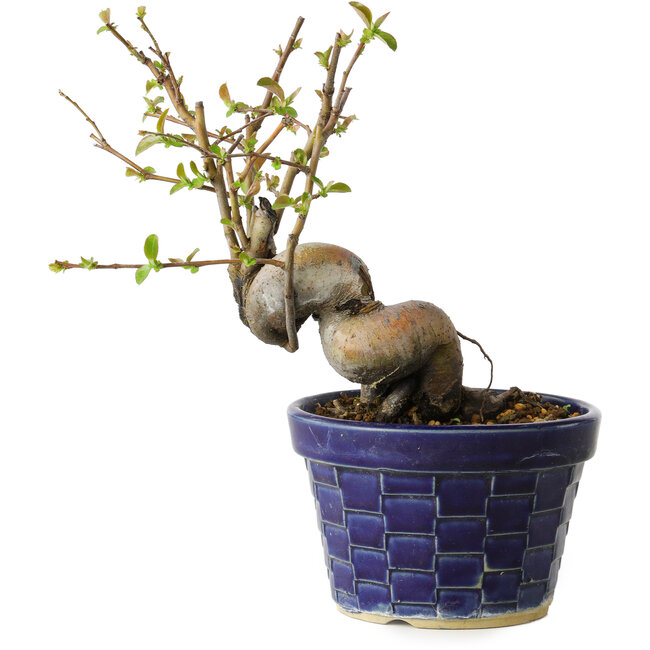 Pseudocydonia sinensis, 19 cm, ± 15 years old