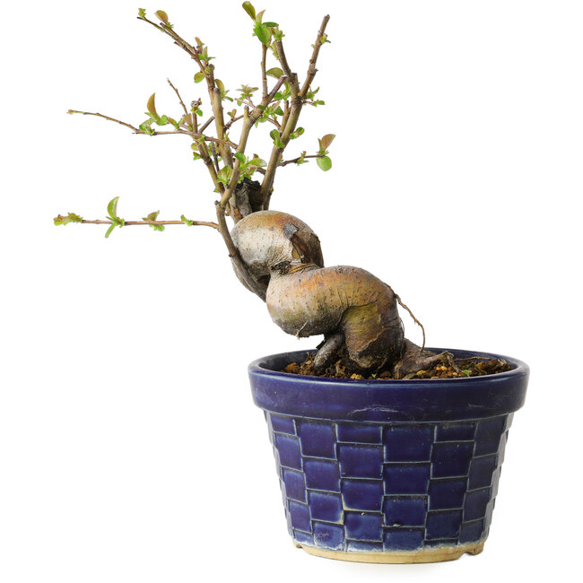 Pseudocydonia sinensis, 19 cm, ± 15 anni