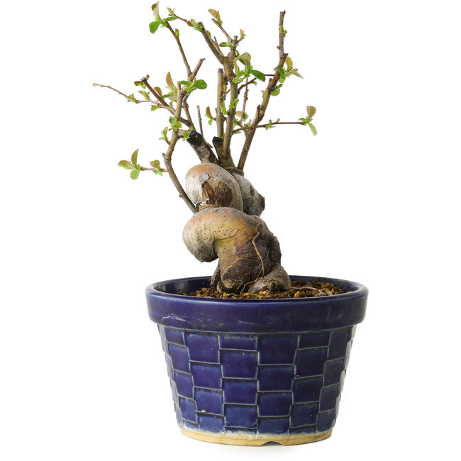 Pseudocydonia sinensis, 19 cm, ± 15 years old