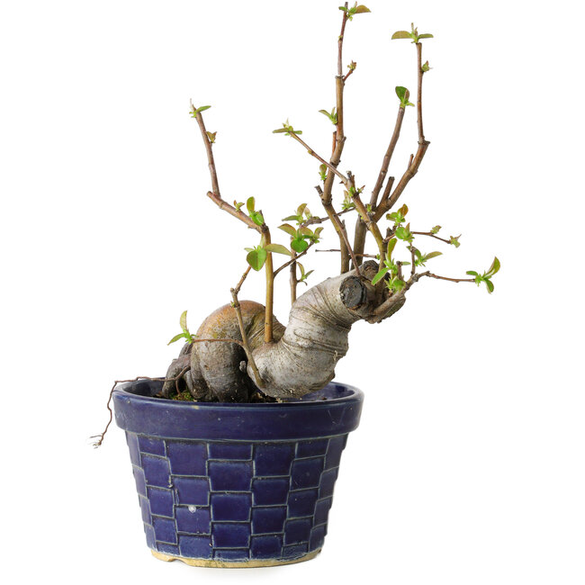 Pseudocydonia sinensis, 19 cm, ± 15 Jahre alt