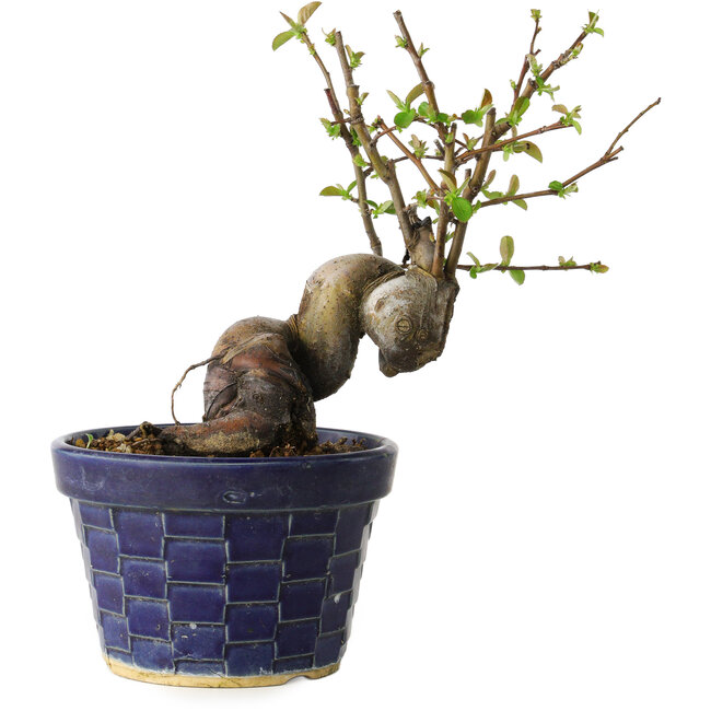 Pseudocydonia sinensis, 19 cm, ± 15 anni