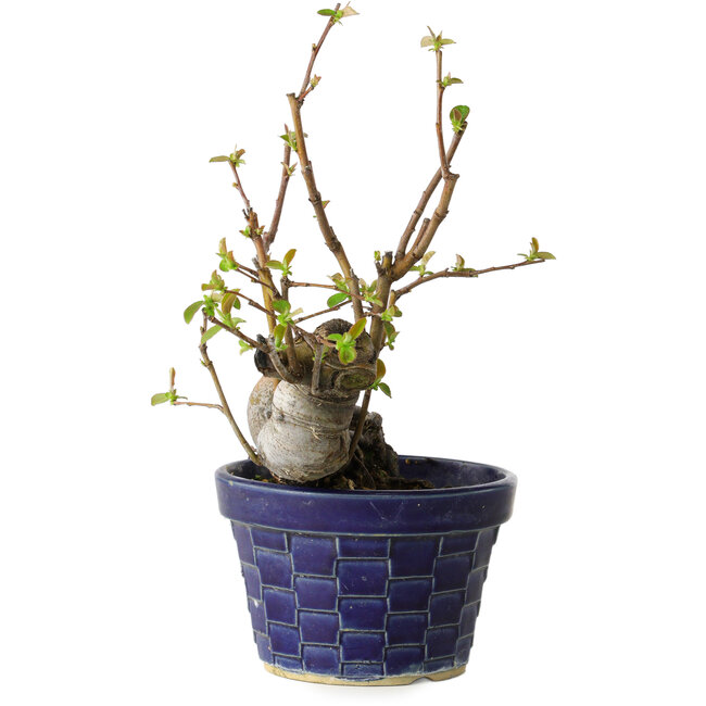 Pseudocydonia sinensis, 19 cm, ± 15 Jahre alt