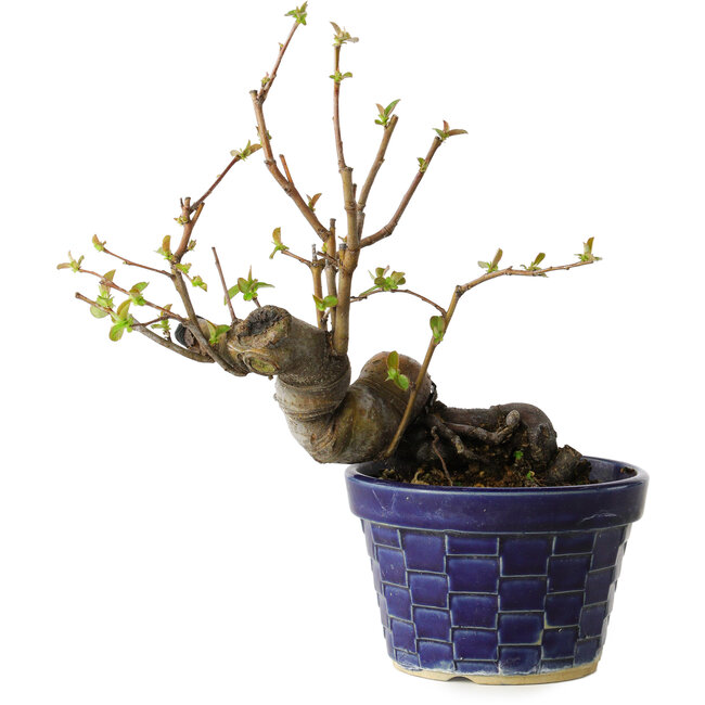 Pseudocydonia sinensis, 19 cm, ± 15 jaar oud