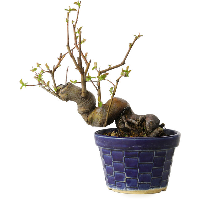 Pseudocydonia sinensis, 19 cm, ± 15 Jahre alt