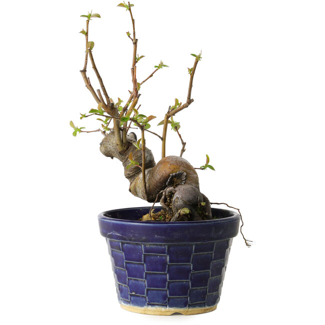 Pseudocydonia sinensis, 19 cm, ± 15 anni