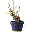 Pseudocydonia sinensis, 19 cm, ± 15 years old