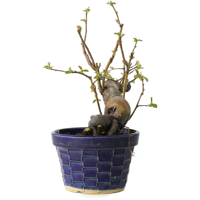 Pseudocydonia sinensis, 19 cm, ± 15 anni