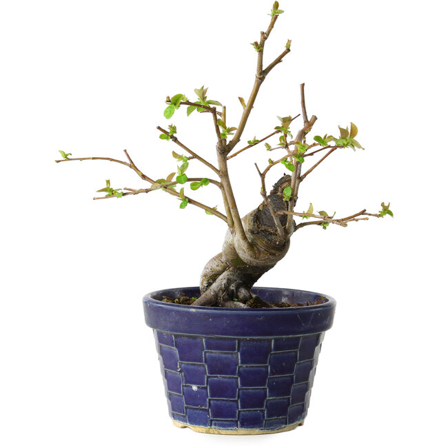 Pseudocydonia sinensis, 19 cm, ± 15 jaar oud