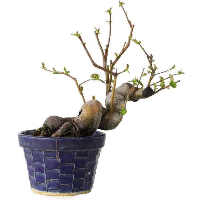 Pseudocydonia sinensis, 19 cm, ± 15 jaar oud