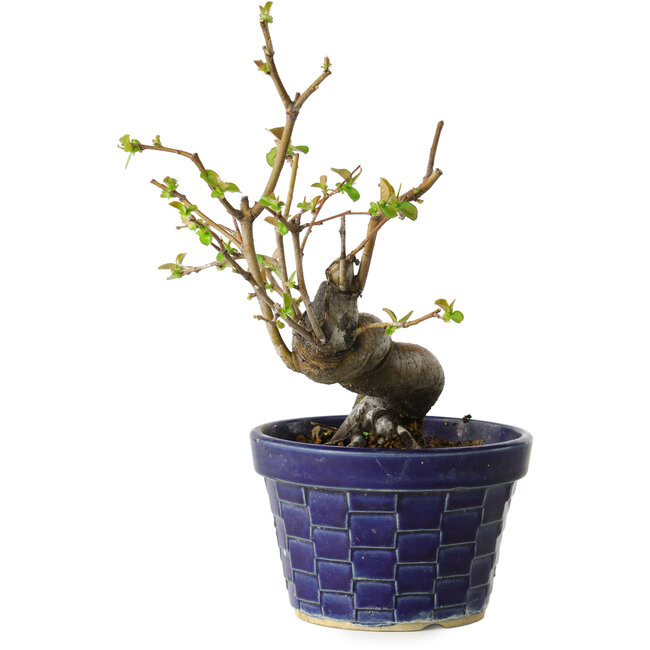 Pseudocydonia sinensis, 19 cm, ± 15 jaar oud