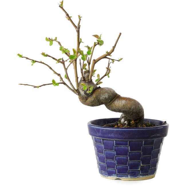 Pseudocydonia sinensis, 19 cm, ± 15 Jahre alt