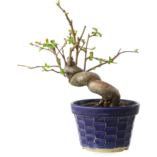 Pseudocydonia sinensis, 19 cm, ± 15 jaar oud