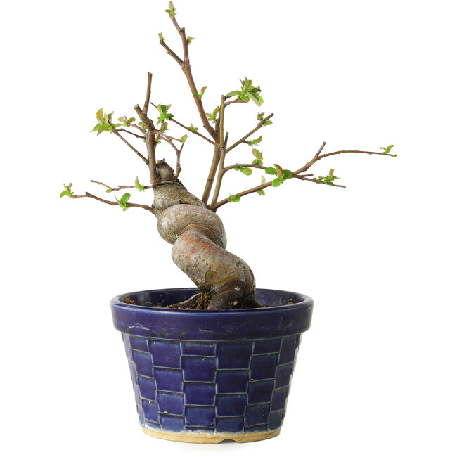 Pseudocydonia sinensis, 19 cm, ± 15 jaar oud