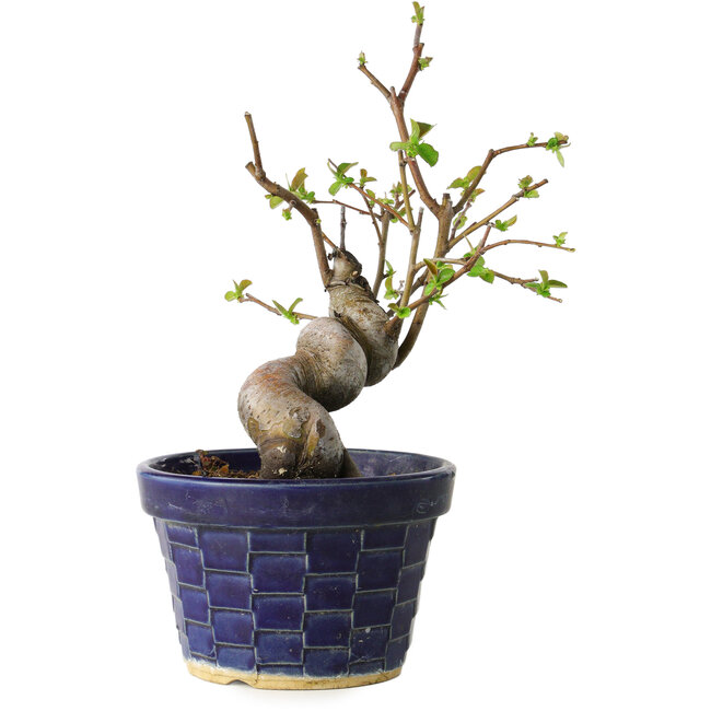 Pseudocydonia sinensis, 19 cm, ± 15 anni