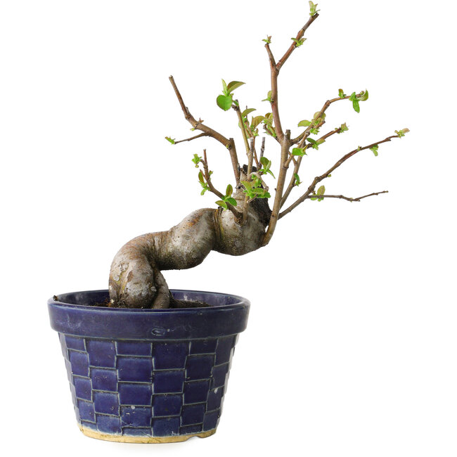 Pseudocydonia sinensis, 19 cm, ± 15 jaar oud