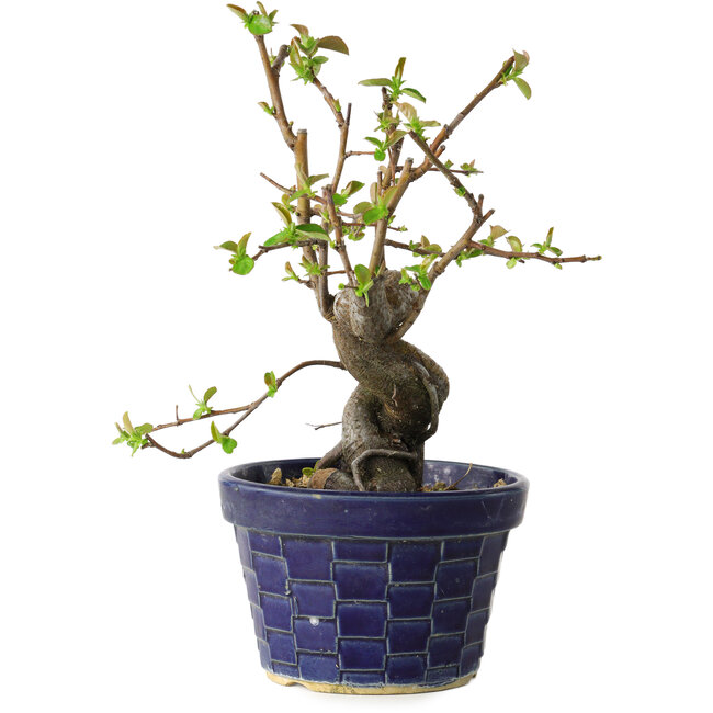 Pseudocydonia sinensis, 19 cm, ± 15 anni