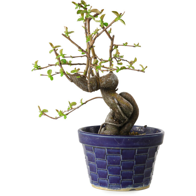 Pseudocydonia sinensis, 19 cm, ± 15 jaar oud