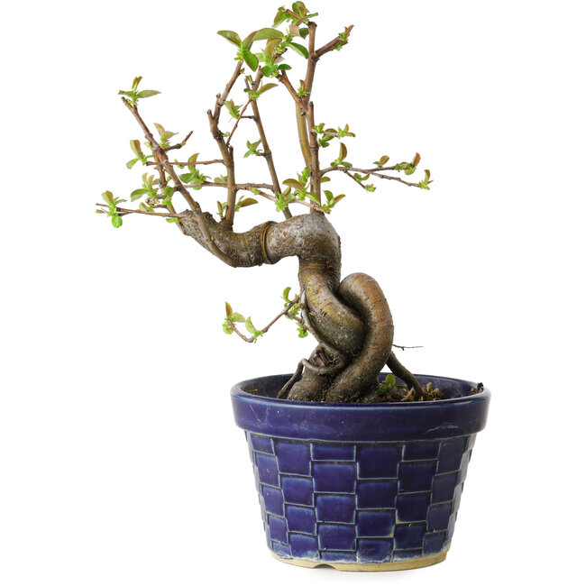 Pseudocydonia sinensis, 19 cm, ± 15 Jahre alt