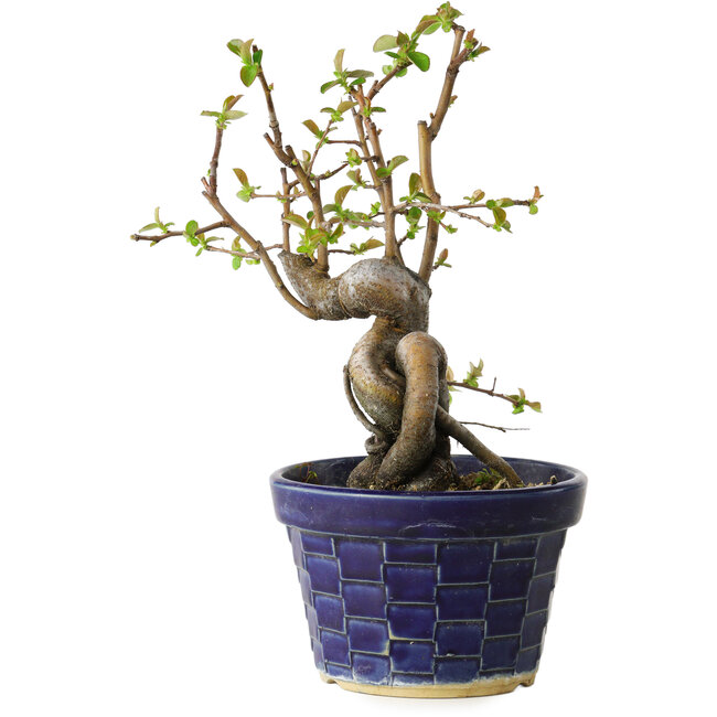 Pseudocydonia sinensis, 19 cm, ± 15 jaar oud