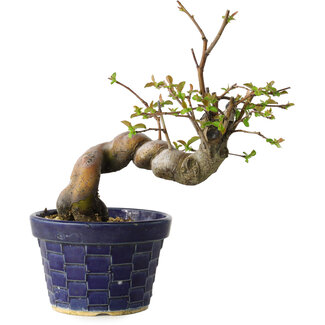 Pseudocydonia sinensis, 19 cm, ± 15 Jahre alt