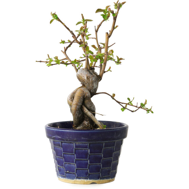 Pseudocydonia sinensis, 19 cm, ± 15 anni