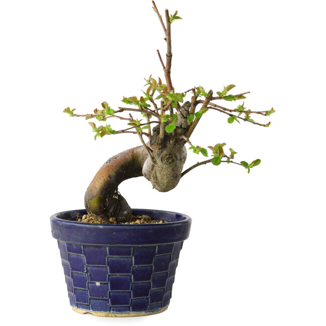 Pseudocydonia sinensis, 19 cm, ± 15 Jahre alt