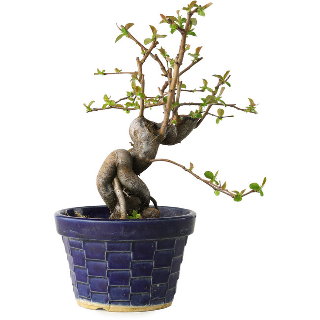 Pseudocydonia sinensis, 19 cm, ± 15 Jahre alt