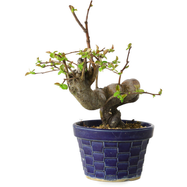 Pseudocydonia sinensis, 19 cm, ± 15 Jahre alt