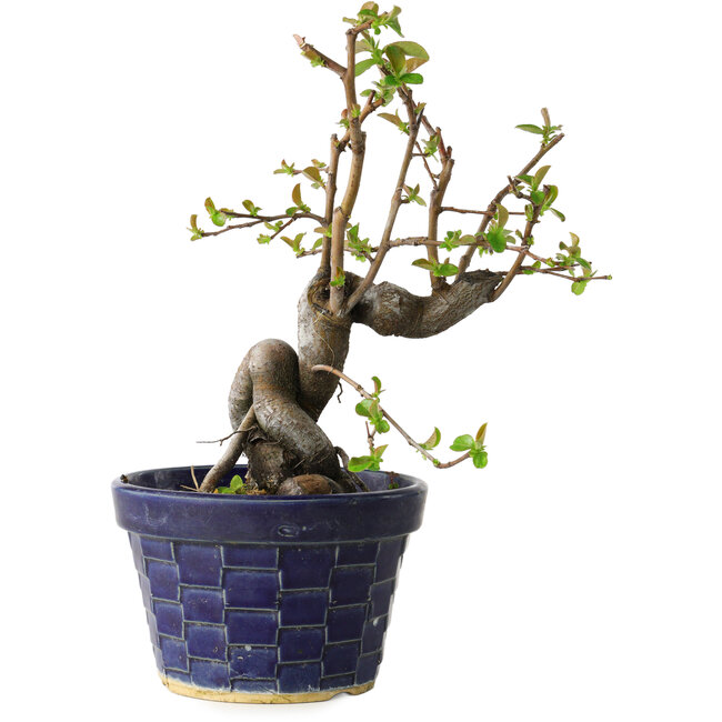 Pseudocydonia sinensis, 19 cm, ± 15 jaar oud