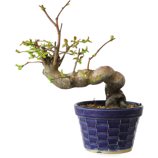 Pseudocydonia sinensis, 19 cm, ± 15 años