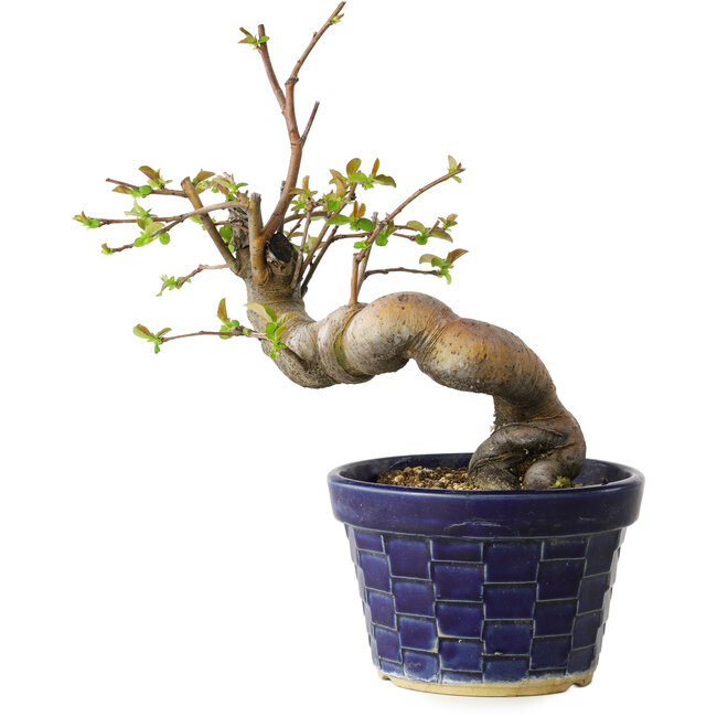 Pseudocydonia sinensis, 19 cm, ± 15 Jahre alt