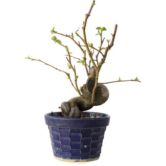Pseudocydonia sinensis, 19 cm, ± 15 jaar oud