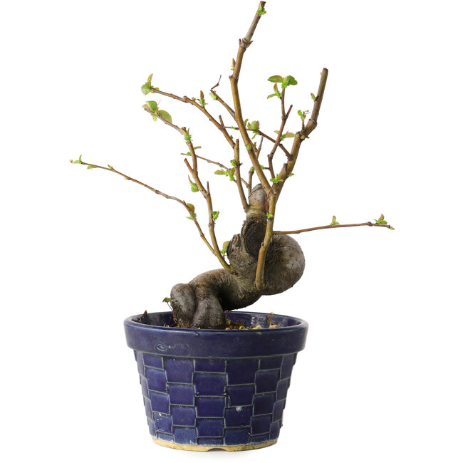 Pseudocydonia sinensis, 19 cm, ± 15 jaar oud