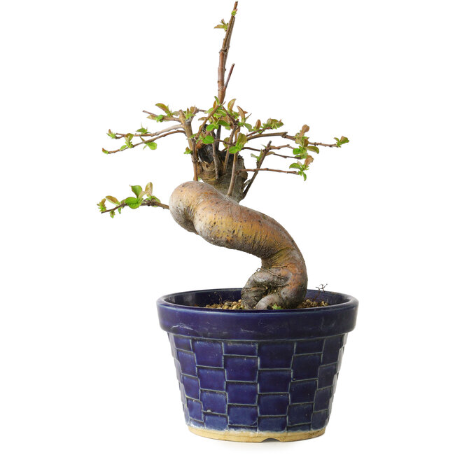 Pseudocydonia sinensis, 19 cm, ± 15 Jahre alt