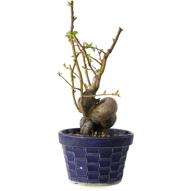 Pseudocydonia sinensis, 19 cm, ± 15 Jahre alt