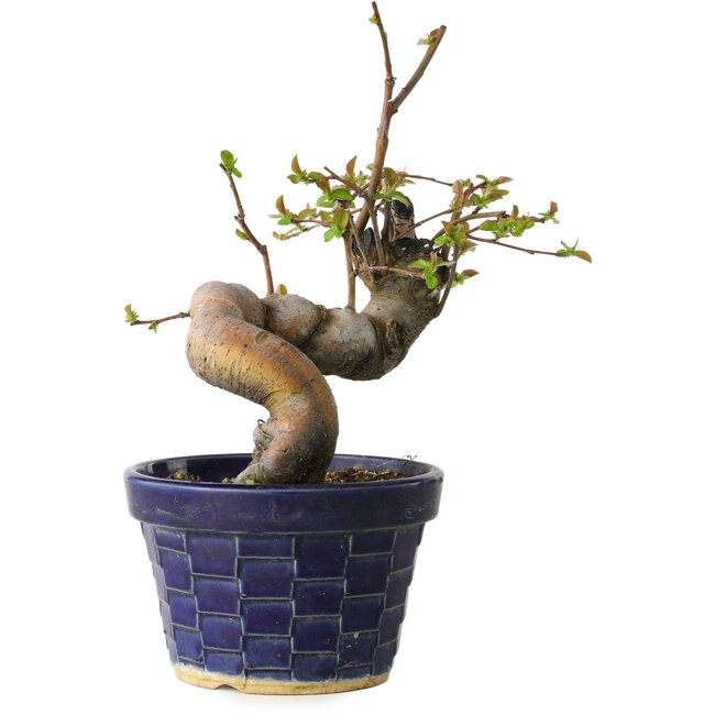 Pseudocydonia sinensis, 19 cm, ± 15 Jahre alt