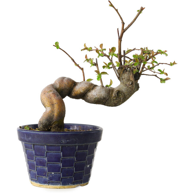 Pseudocydonia sinensis, 19 cm, ± 15 Jahre alt