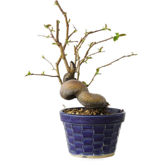 Pseudocydonia sinensis, 19 cm, ± 15 anni