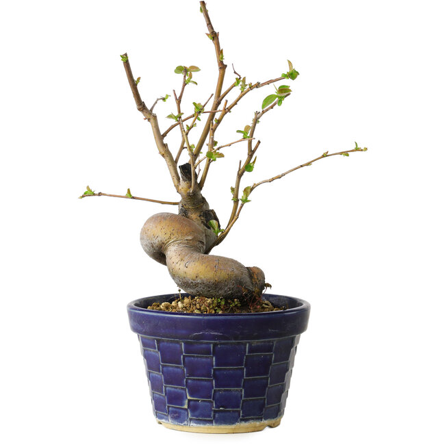 Pseudocydonia sinensis, 19 cm, ± 15 Jahre alt