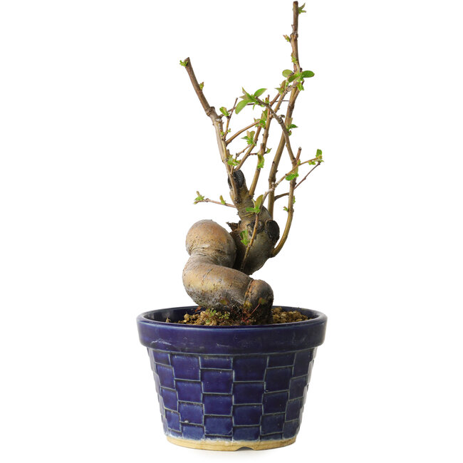 Pseudocydonia sinensis, 19 cm, ± 15 anni