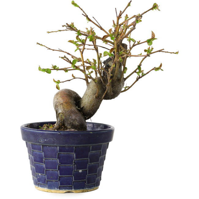 Pseudocydonia sinensis, 19 cm, ± 15 years old