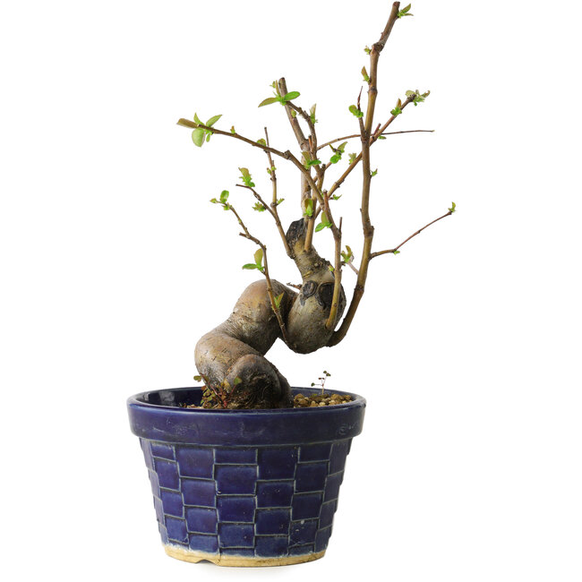 Pseudocydonia sinensis, 19 cm, ± 15 Jahre alt