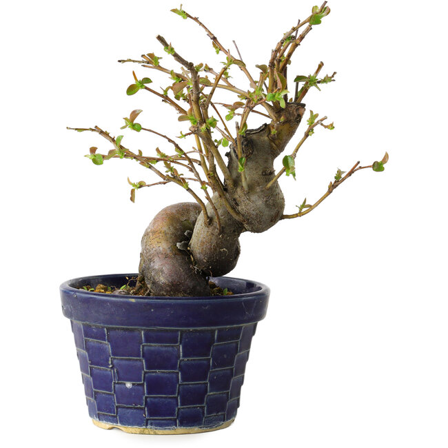 Pseudocydonia sinensis, 19 cm, ± 15 Jahre alt