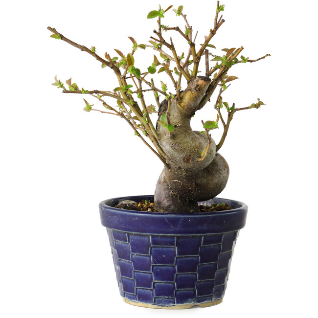 Pseudocydonia sinensis, 19 cm, ± 15 anni